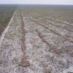 Oljefondet legger press på soyaversting i Brasil