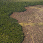 Avskogingen i Brasil eksploderte i 2016