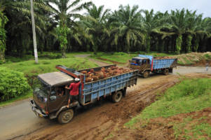 To lastebiler fullastet med palmeoljefrukt. 
