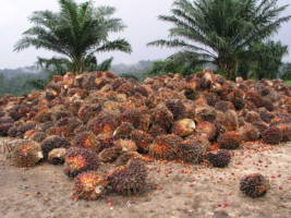 Palmeoljefrukt liggende i en stor haug på bakken. 