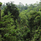 Gjennombrudd for regnskogen i Indonesia