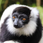 Lemurenes hjem trues