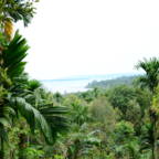 Bilde fra regnskogen på Siberut