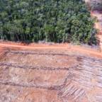 Palmeoljeindustrien angriper Asias siste store regnskog