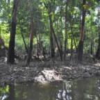 Oljesøl på stammen til regnskogstrær