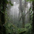 Bilde fra inne i regnskogen. Lianer som henger ned.