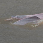 Rosa delfin i en elv i Amazonas.