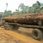 En fullastet tømmerbil kjører på en rødbrun regnskogvei. 