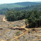 Flufoto som viser et tydelig skille mellom tett regnskog og nedhogd skog. 
