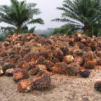 Strengere krav for drivstoff med palmeoljeprodukter