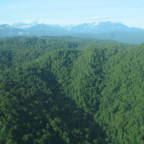 Vest-Papua vil beskytte all regnskog i provinsen