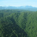 Flyfoto av regnskog i Papua Ny-Guinea. Tett regnskog så langt øyet kan se. 