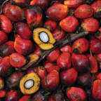 ​Klaser med rød palmeoljefrukt