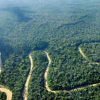 Flyfoto av regnskog med en elv som bukter seg gjennom