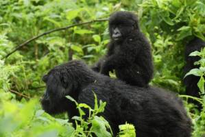 To gorillaer, mor med unge, i tett regnskog. 